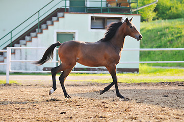 Image showing baby horse