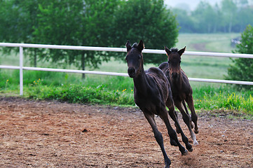 Image showing baby horse