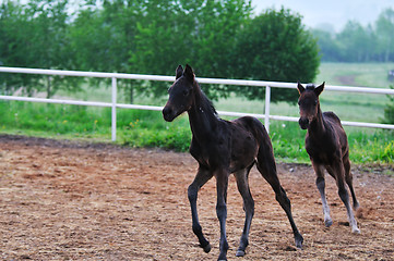 Image showing baby horse