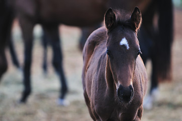 Image showing baby horse