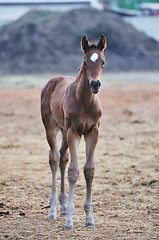 Image showing baby horse