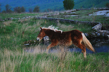 Image showing horse nature