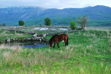 Image showing horse nature