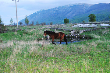 Image showing horse nature