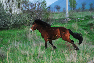 Image showing horse nature