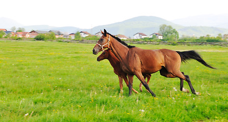 Image showing horse nature