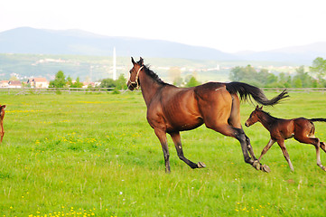 Image showing horse nature