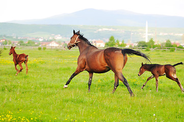 Image showing horse nature