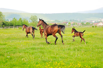 Image showing horse nature