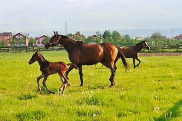 Image showing horse nature