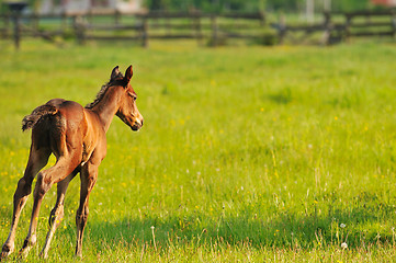 Image showing horse nature