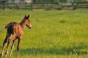 Image showing horse nature