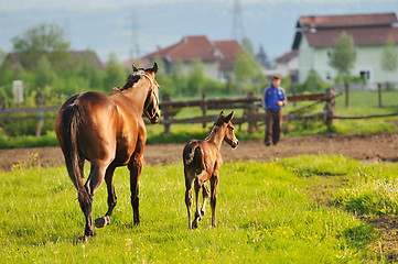 Image showing horse nature