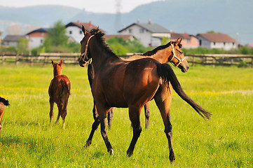 Image showing horse nature