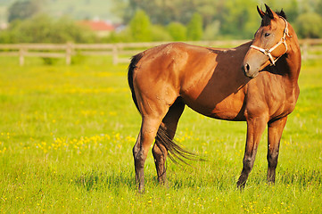 Image showing horse nature