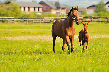 Image showing horse nature