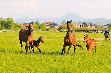 Image showing horse nature