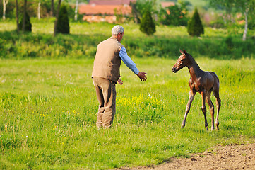 Image showing baby horse