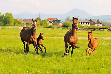 Image showing horse nature