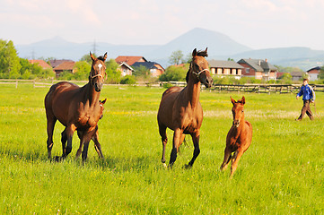 Image showing horse nature