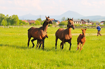 Image showing horse nature