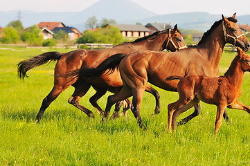 Image showing horse nature