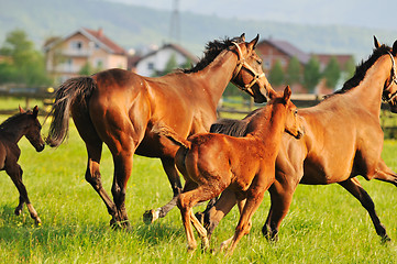 Image showing horse nature