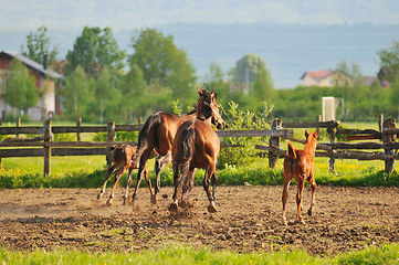 Image showing horse nature