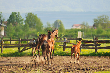 Image showing horse nature