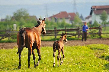 Image showing horse nature