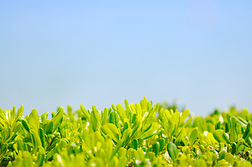 Image showing palm branches background