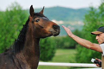 Image showing photographer and horse