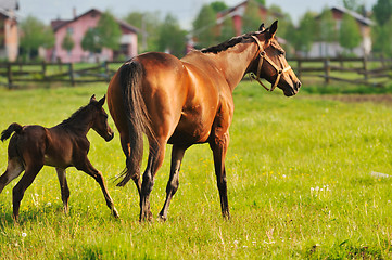 Image showing horse nature