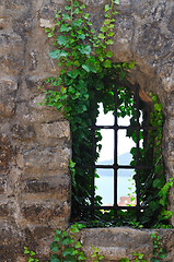 Image showing window old plant