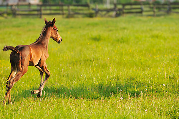 Image showing horse nature