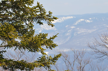 Image showing winter tree