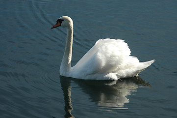 Image showing Swan