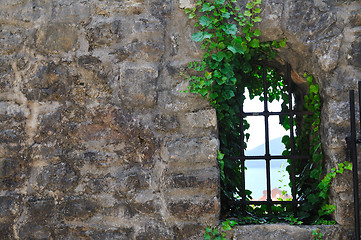 Image showing window old plant