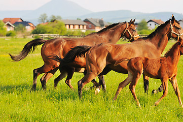 Image showing horse nature