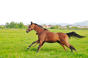 Image showing horse nature