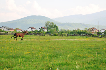 Image showing horse nature