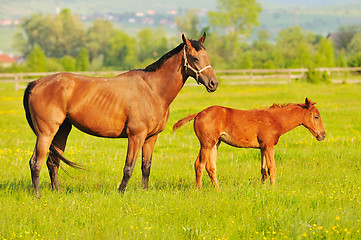 Image showing horse nature