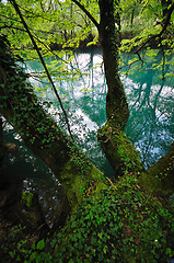 Image showing river waterfall wild 