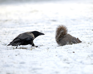 Image showing Crow and Squirrel