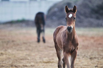 Image showing baby horse