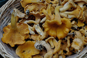 Image showing Mushrooms in basket