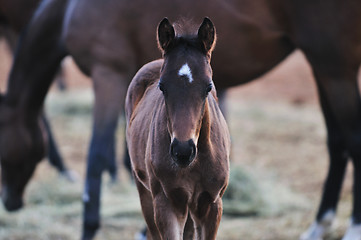 Image showing baby horse