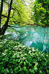 Image showing river waterfall wild 