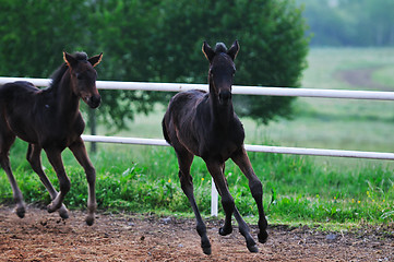 Image showing baby horse