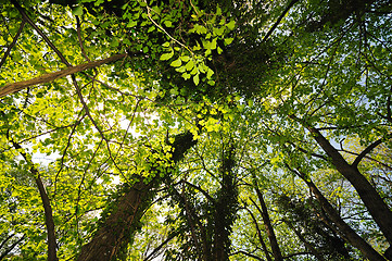 Image showing forest tree background